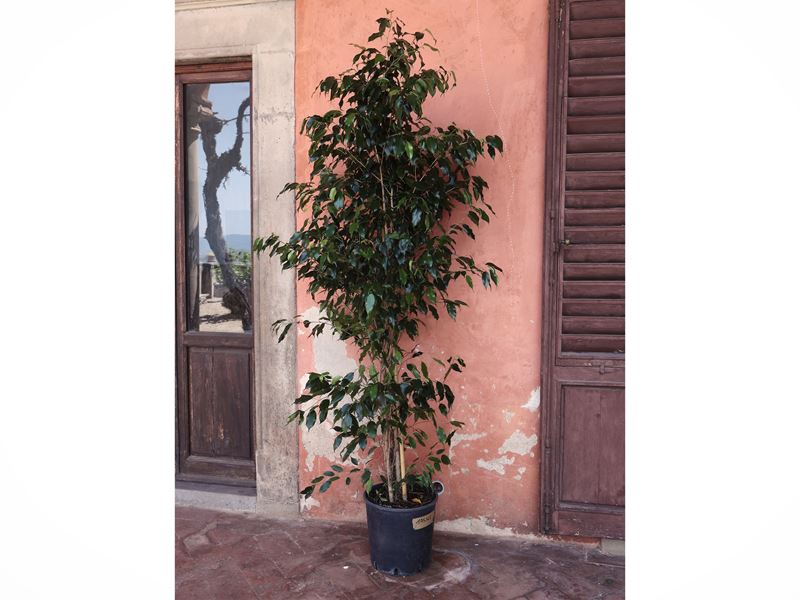 Pianta di Ficus Benjamin