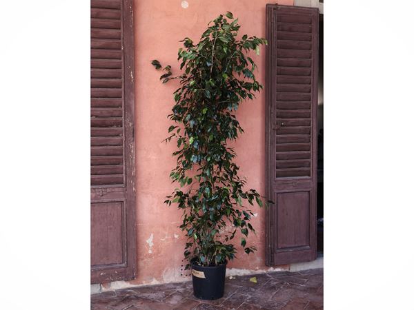 Pianta di Ficus Benjamin