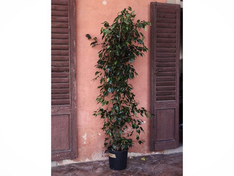 Pianta di Ficus Benjamin