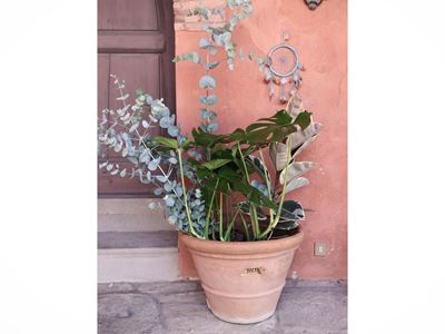 Lotto di Piante