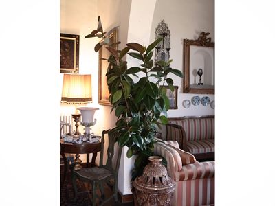 Pianta di Ficus Elastica