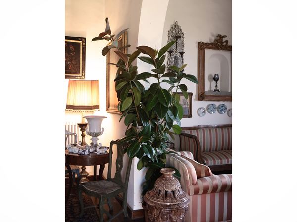 Pianta di Ficus Elastica