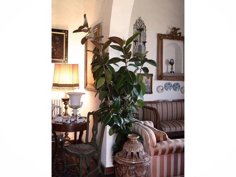 Pianta di Ficus Elastica