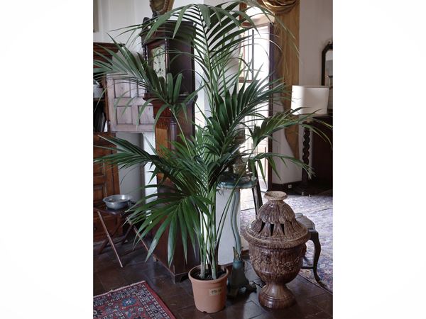 Pianta di Kenzia
