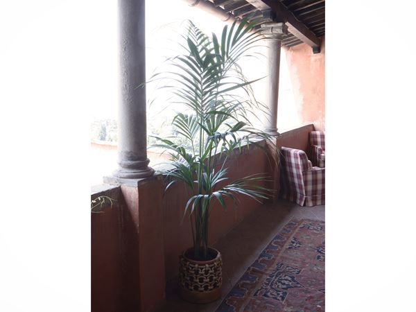 Pianta di Kenzia