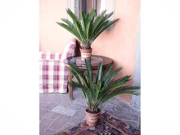Due piante di Cycas