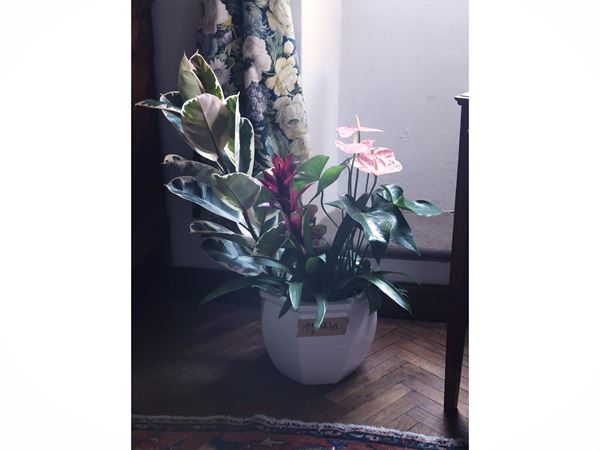 Lotto di piante  - Asta Un'importante collezione fiorentina - Maison Bibelot - Casa d'Aste Firenze - Milano