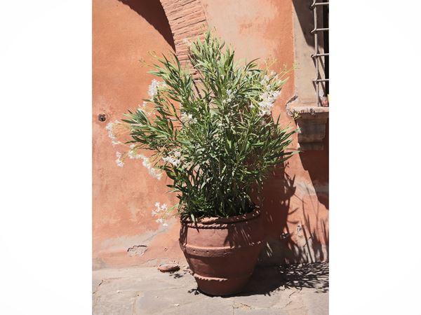Pianta di Olenadro bianco  - Asta Un'importante collezione fiorentina - Maison Bibelot - Casa d'Aste Firenze - Milano