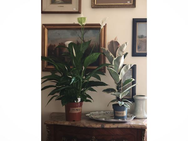 Lotto di due piante  - Asta Un'importante collezione fiorentina - Maison Bibelot - Casa d'Aste Firenze - Milano