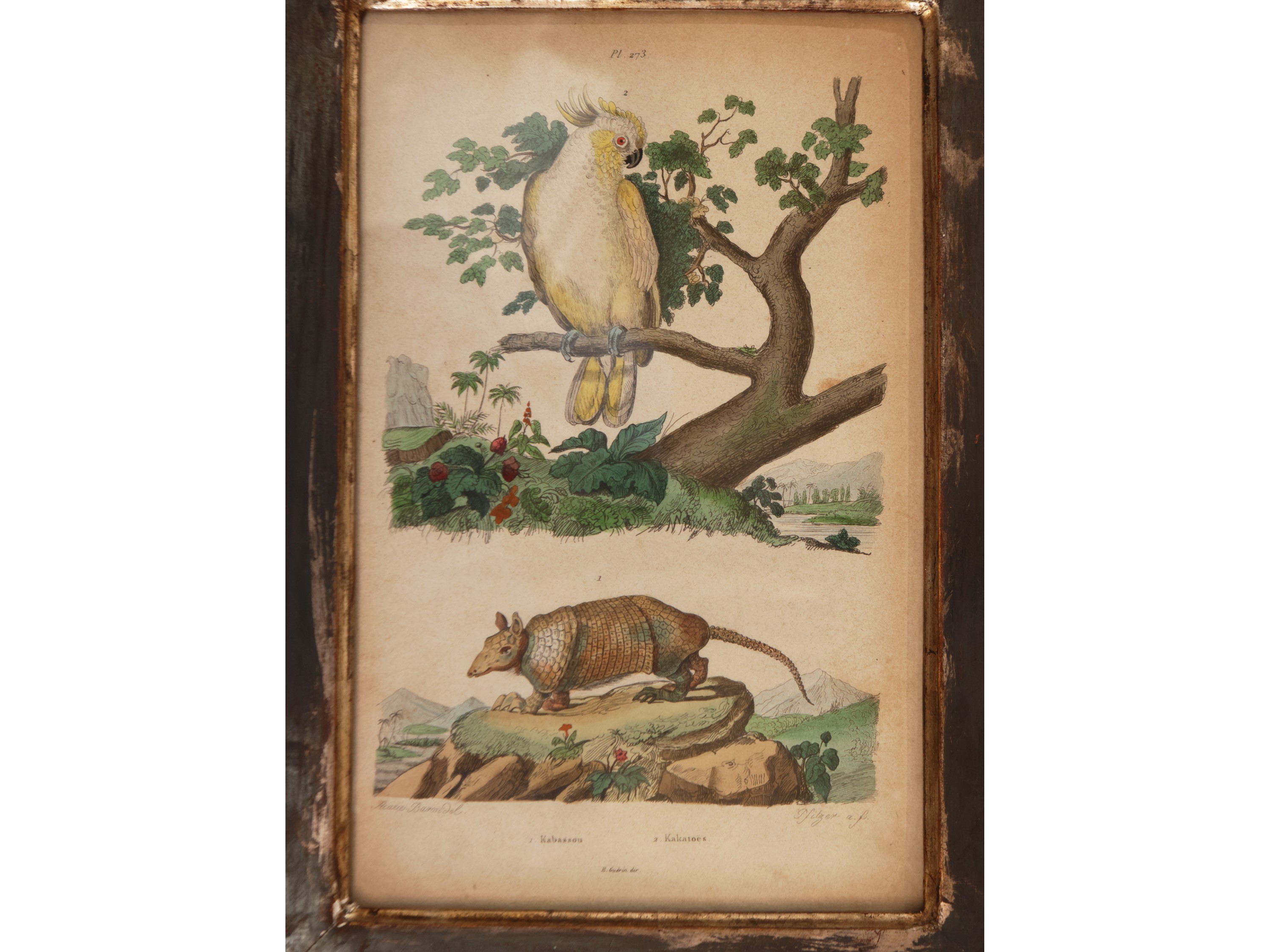 Incisioni e litografie di volatili e erbari, cm 26x17