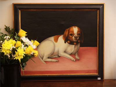 Autore non identificato, Ritratto di cagnolino, olio su tela