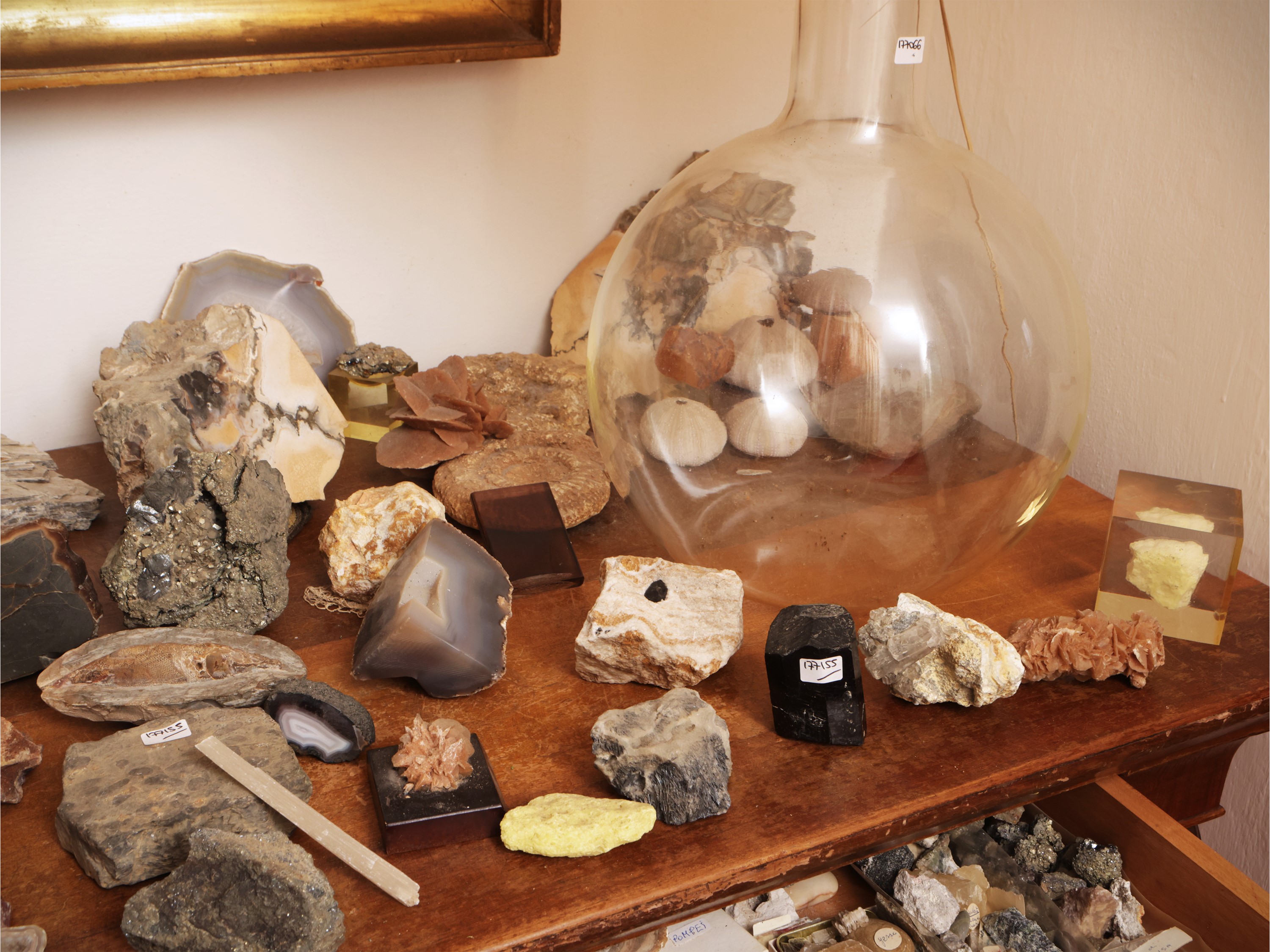 Collezione di minerali e fossili con opere di riferimento