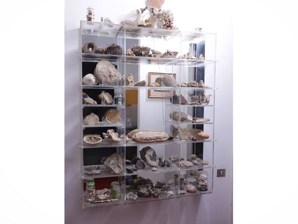 Collection of fossils, minerals and shells