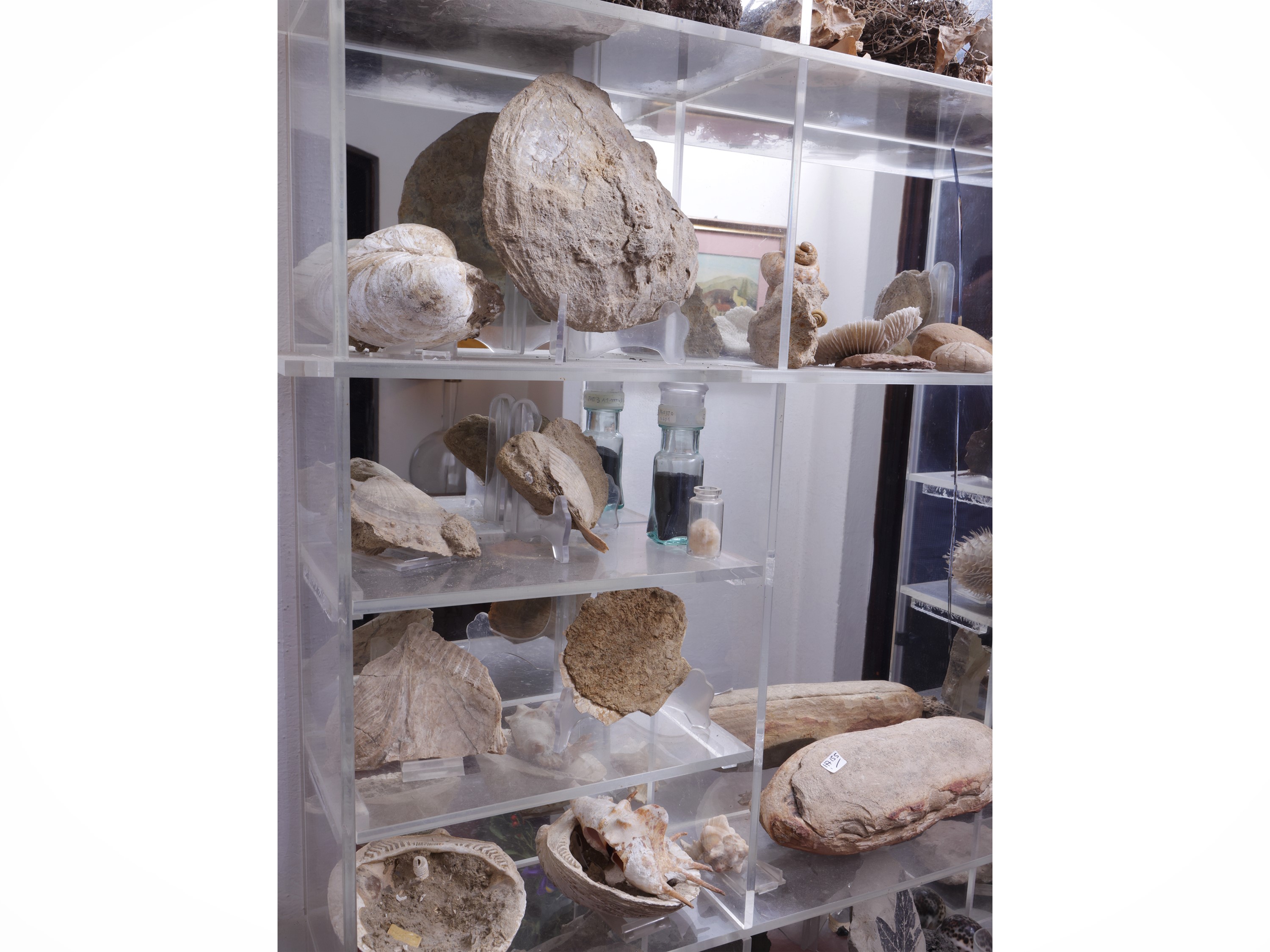 Collezione di Fossili, Minerali e Conchiglie