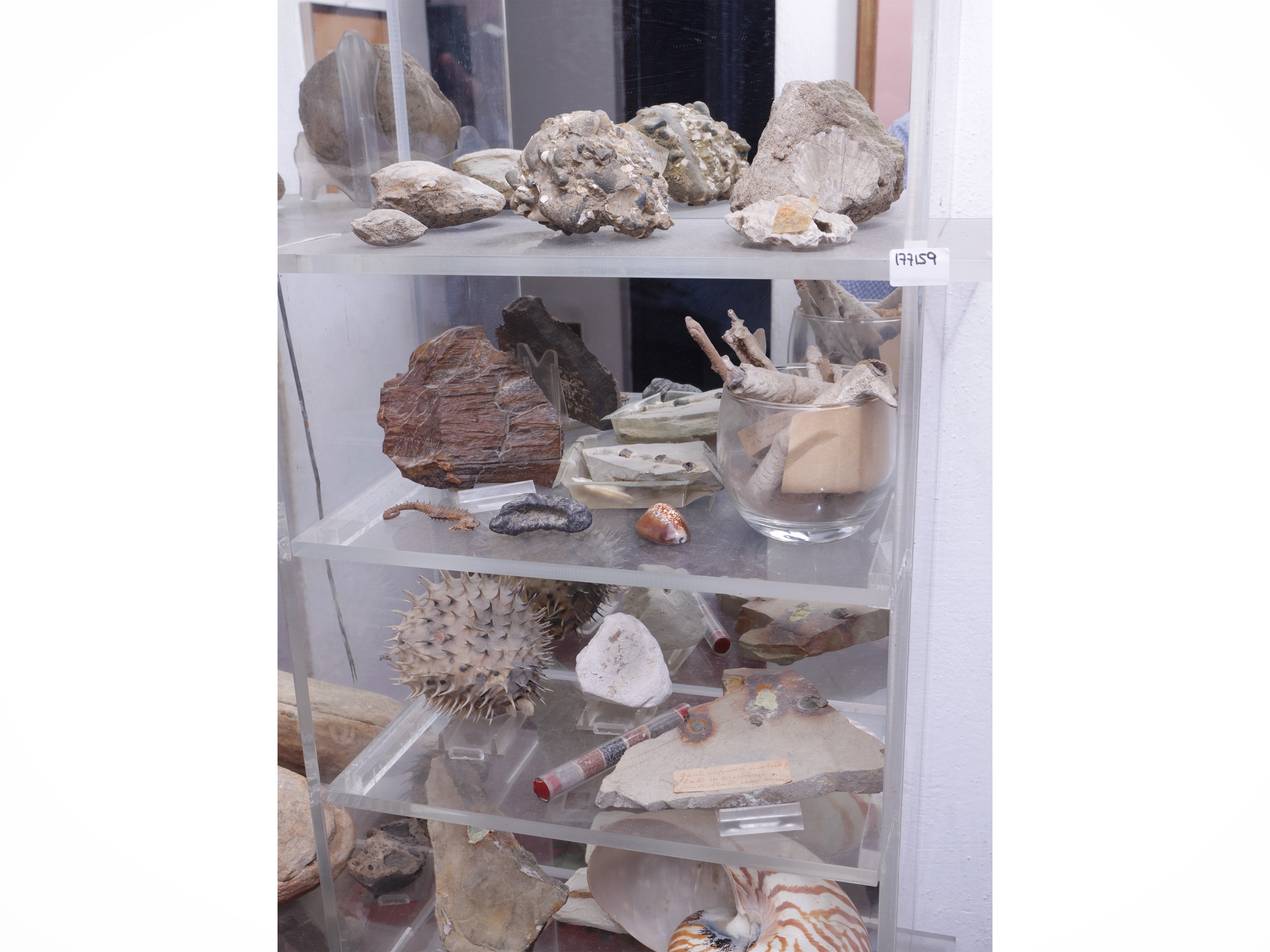 Collezione di Fossili, Minerali e Conchiglie