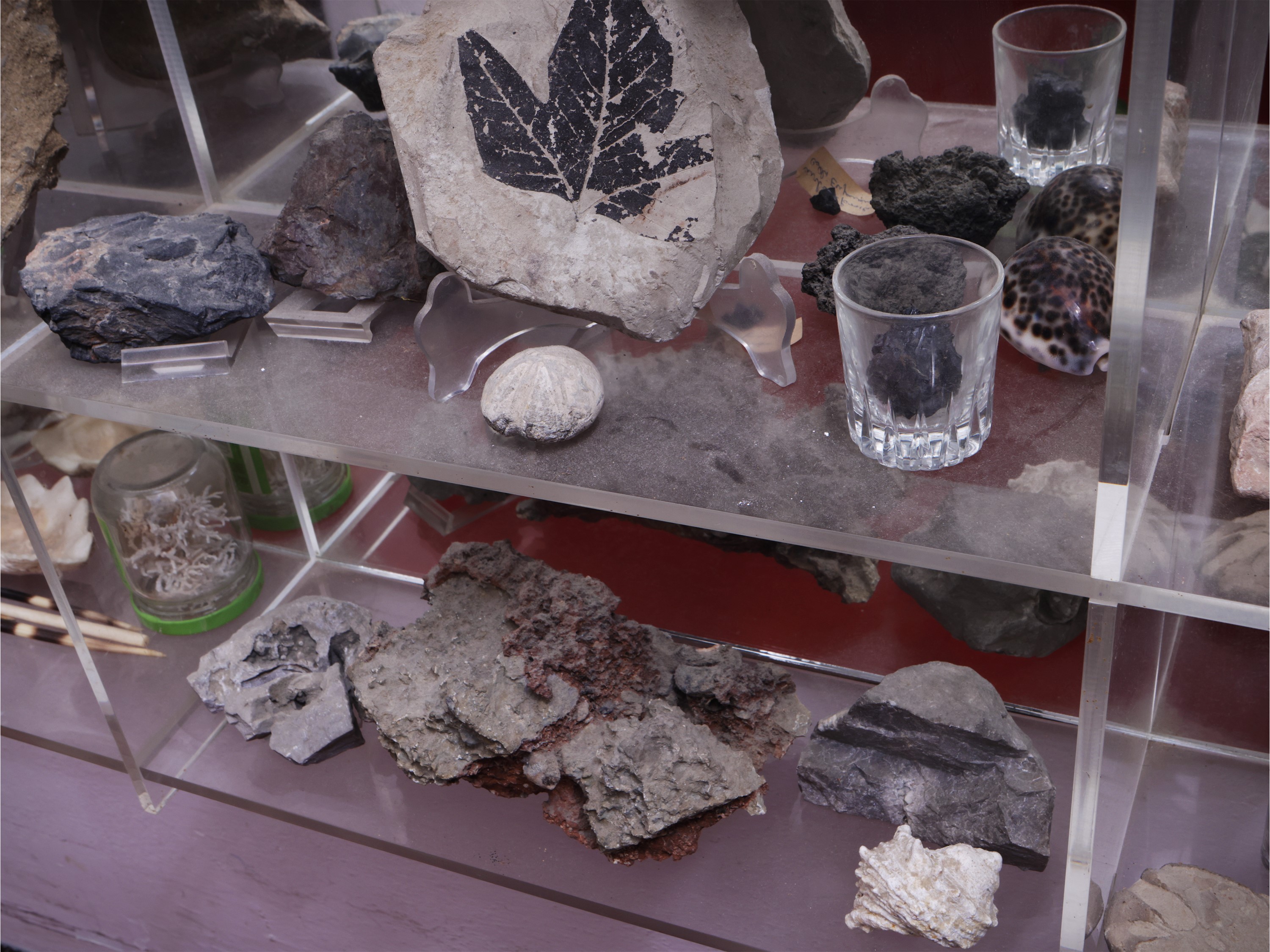 Collezione di Fossili, Minerali e Conchiglie