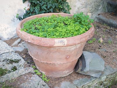 Due vasi da giardino in terracotta di Impruneta, altezza cm 47 e cm 44