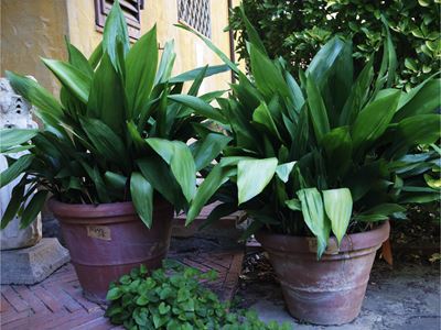 Vasi in terracotta, set di quattro pezzi con pianta di aspidistra