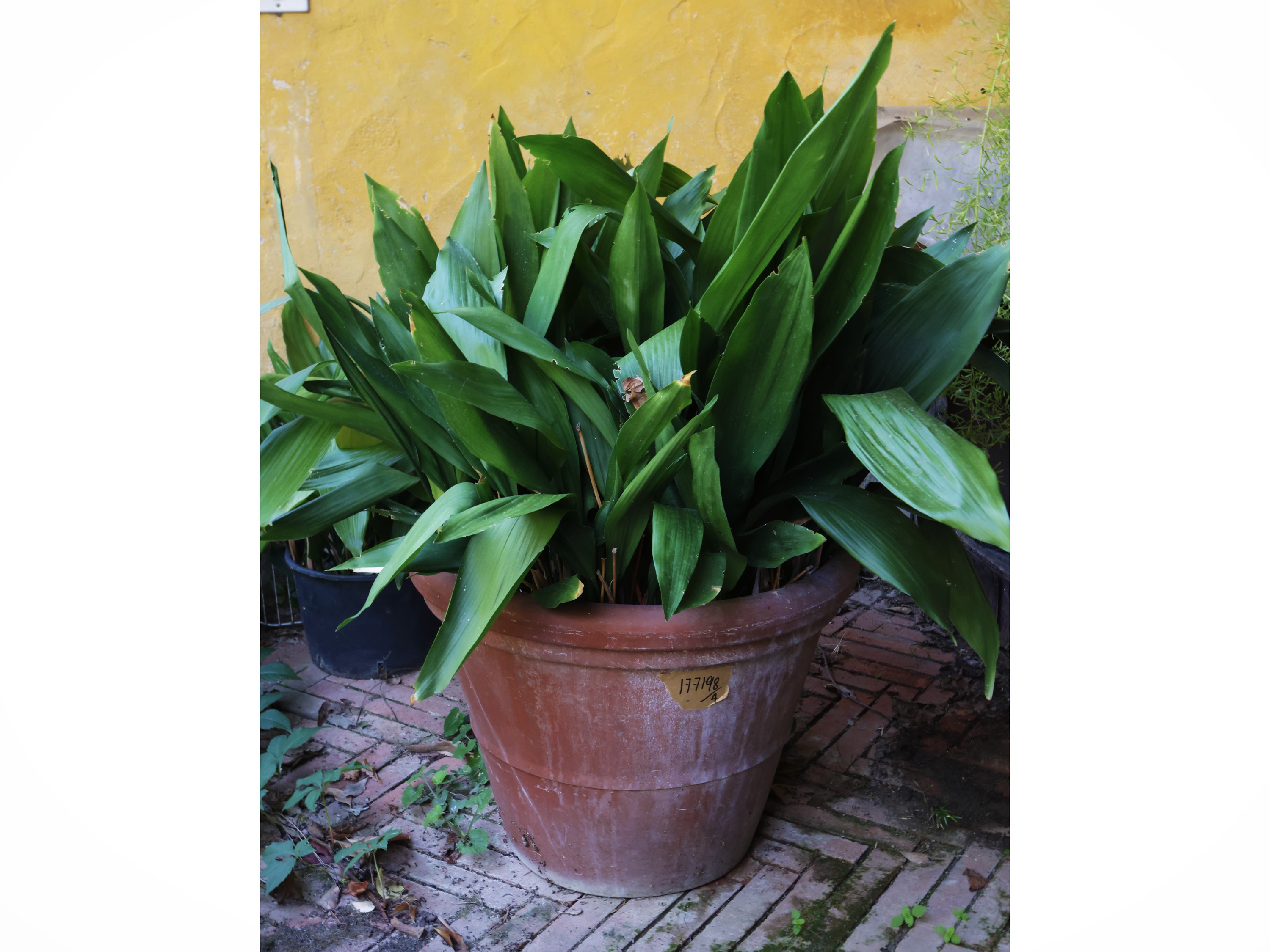 Vasi in terracotta, set di quattro pezzi con pianta di aspidistra