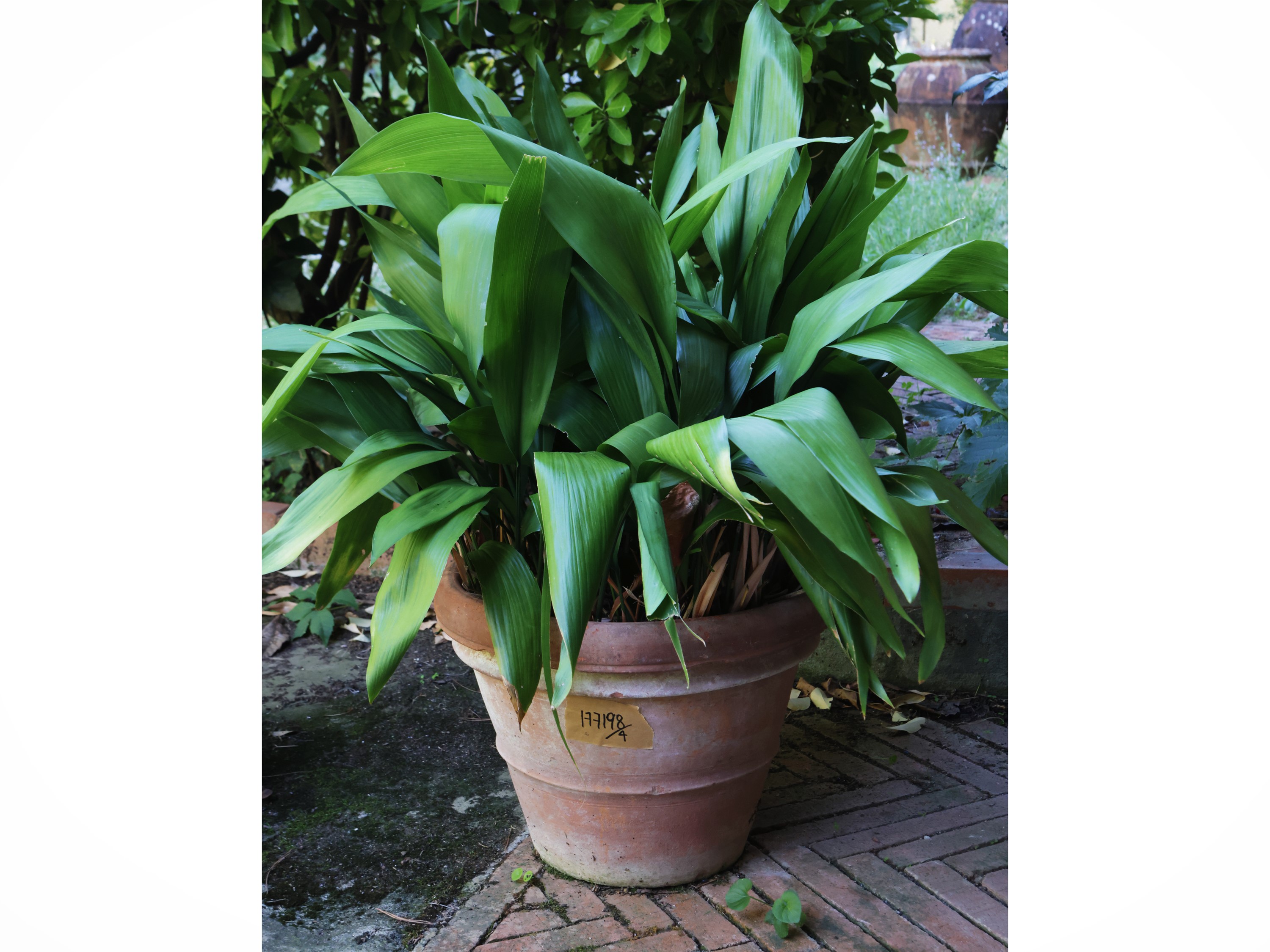 Vasi in terracotta, set di quattro pezzi con pianta di aspidistra