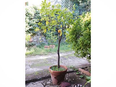 Pianta di limone ad alberello, altezza circa 195 cm