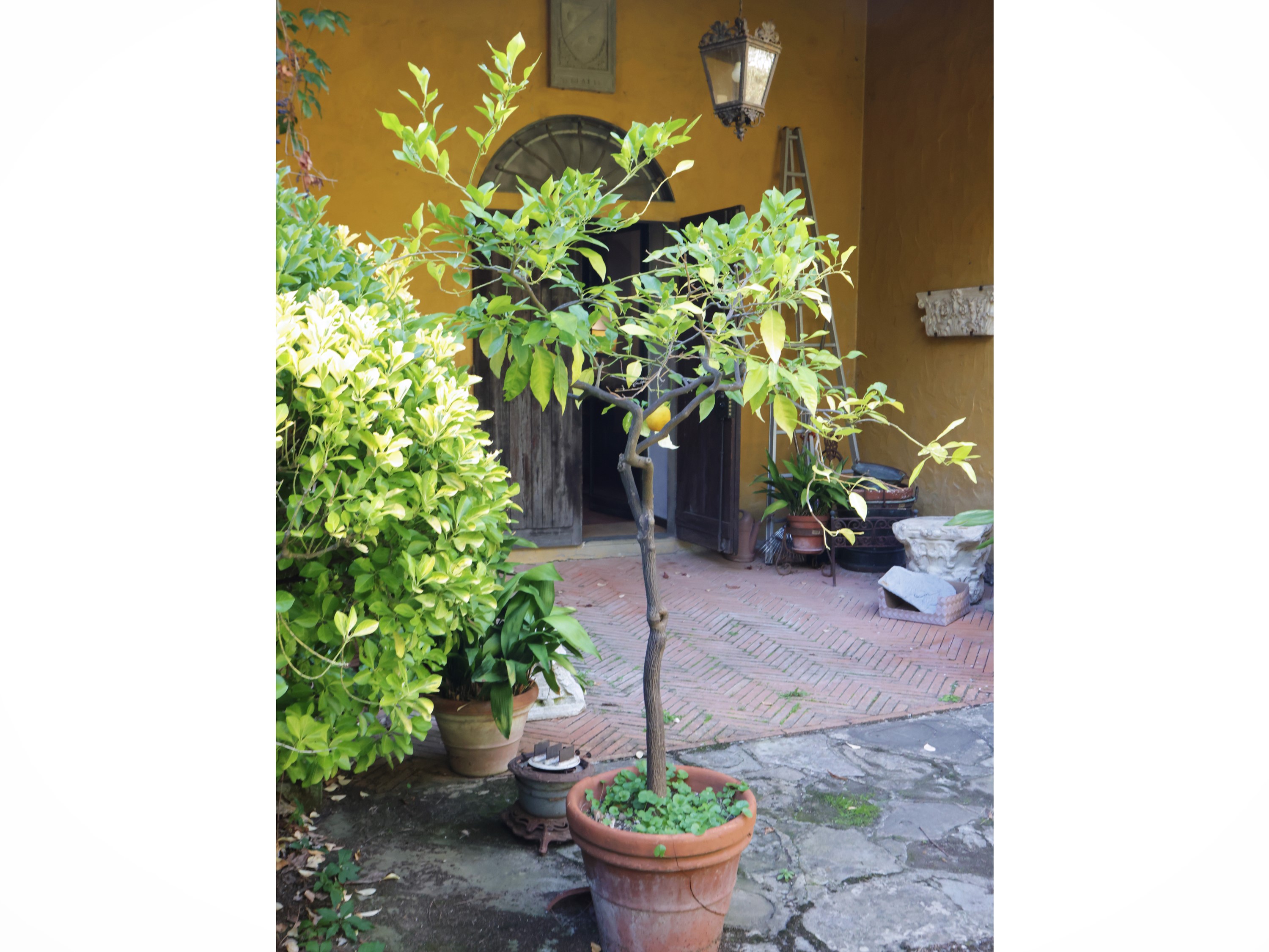 Pianta di limone ad alberello, altezza circa 195 cm