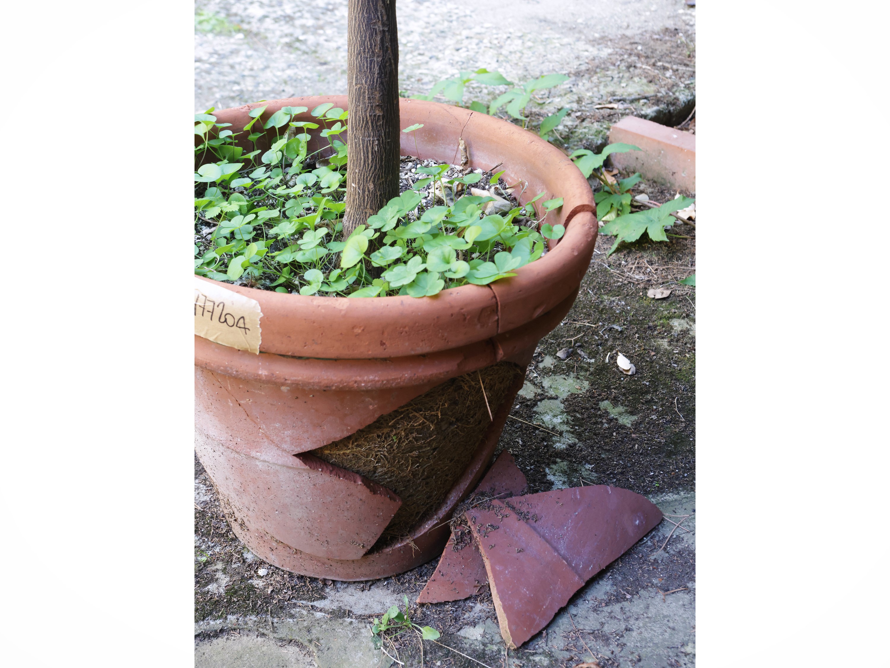 Pianta di limone ad alberello, altezza circa 195 cm