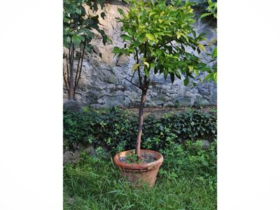 Pianta di limone ad alberello, vaso in terracotta, h cm 175 circa