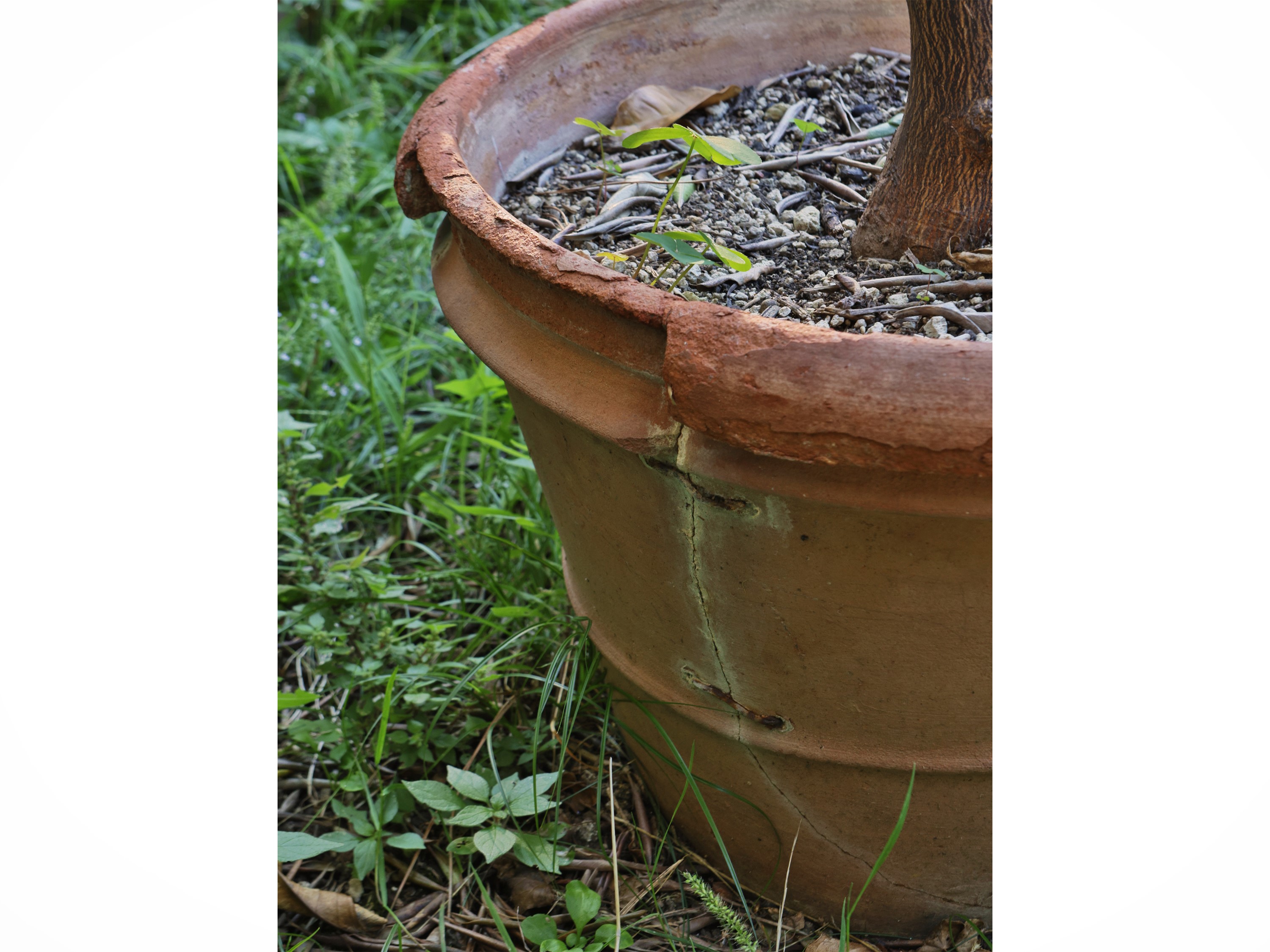 Pianta di limone ad alberello, vaso in terracotta, h cm 175 circa