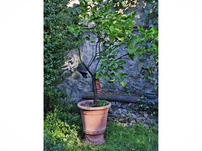 Pianta di limone in vaso di plastica con base in terracotta, h 175 cm circa
