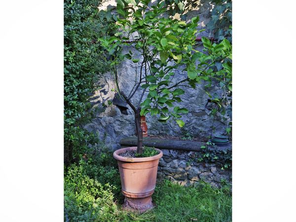 Lemon plant