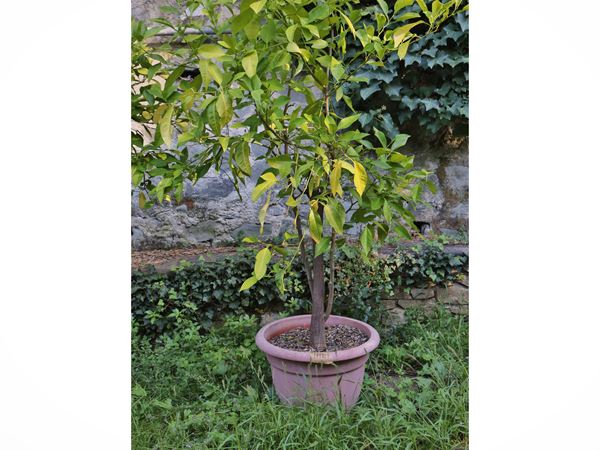 Lemon plant