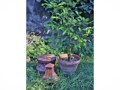 Tre complementi per il giardino in terracotta, vaso con pianta di limone, base festonata e finale