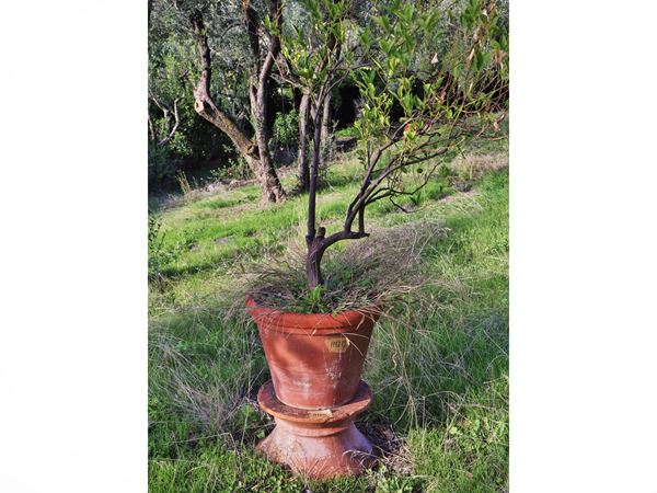 Lemon plant