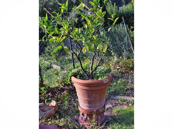Lemon plant