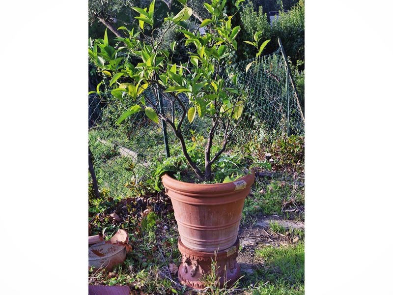 Pianta di limone, h cm 170 circa, con vaso e base festonata in terracotta