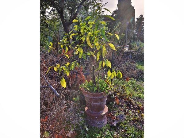 Lemon plant