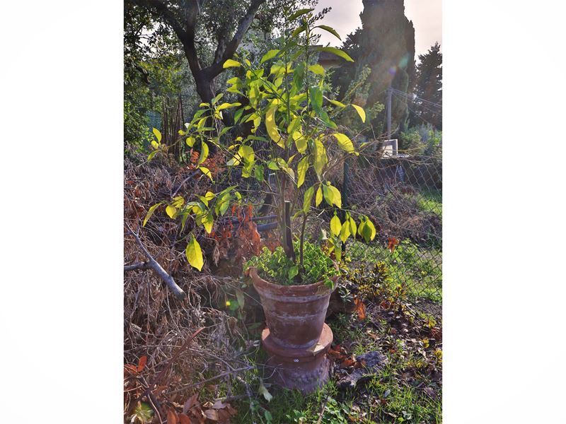 Pianta di limone con vaso e base festonata in terracotta