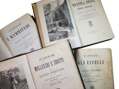 Vita e Costumi degli Animali: i Mammiferi, gli Uccelli, Rettili e Pesci, Molluschi