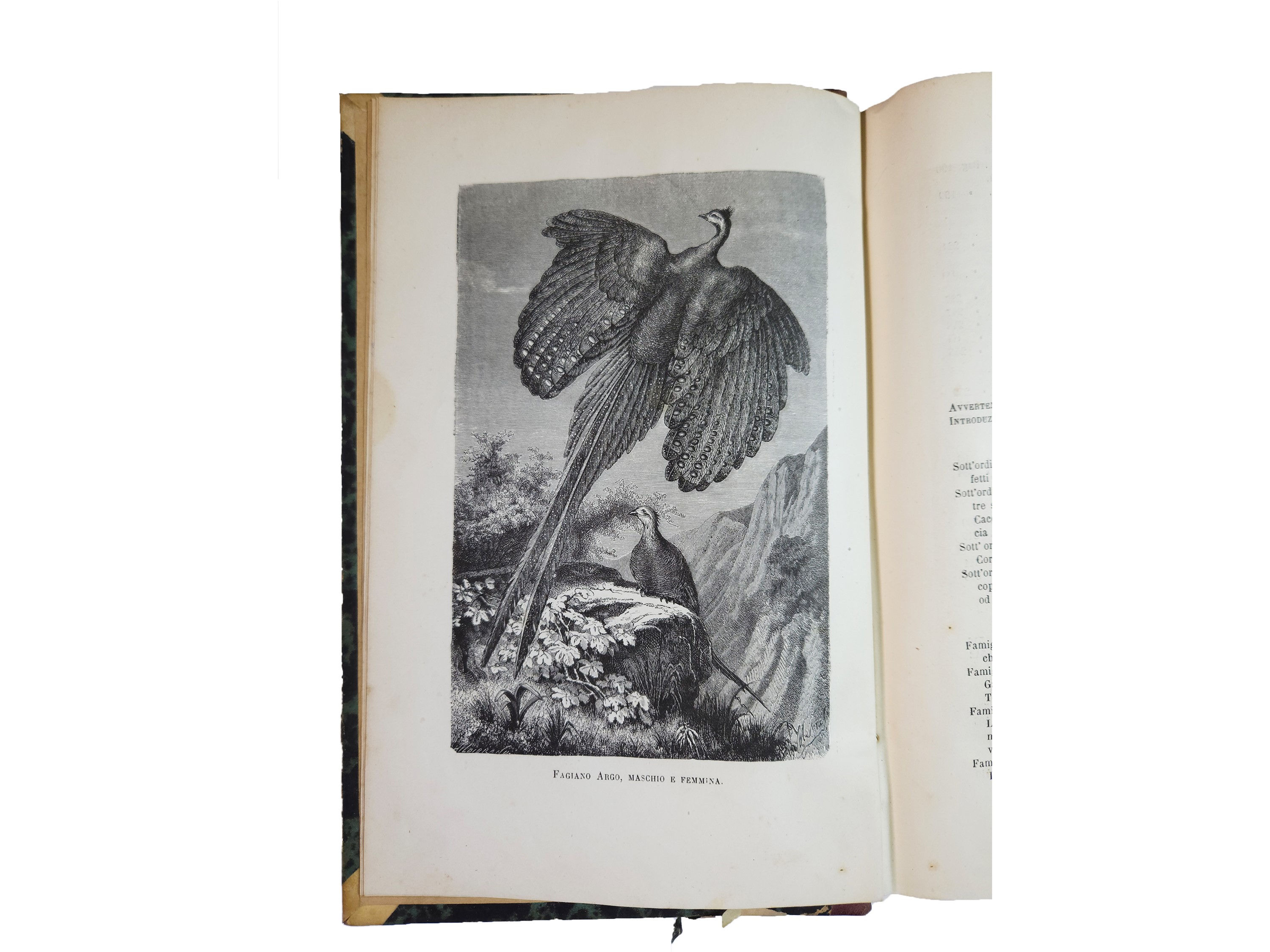 Louis Figuier - Vita e Costumi degli Animali: i Mammiferi, gli Uccelli, Rettili e Pesci, Mollusch...