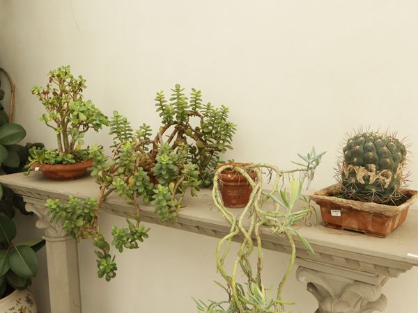 Assortimento di piante succulente