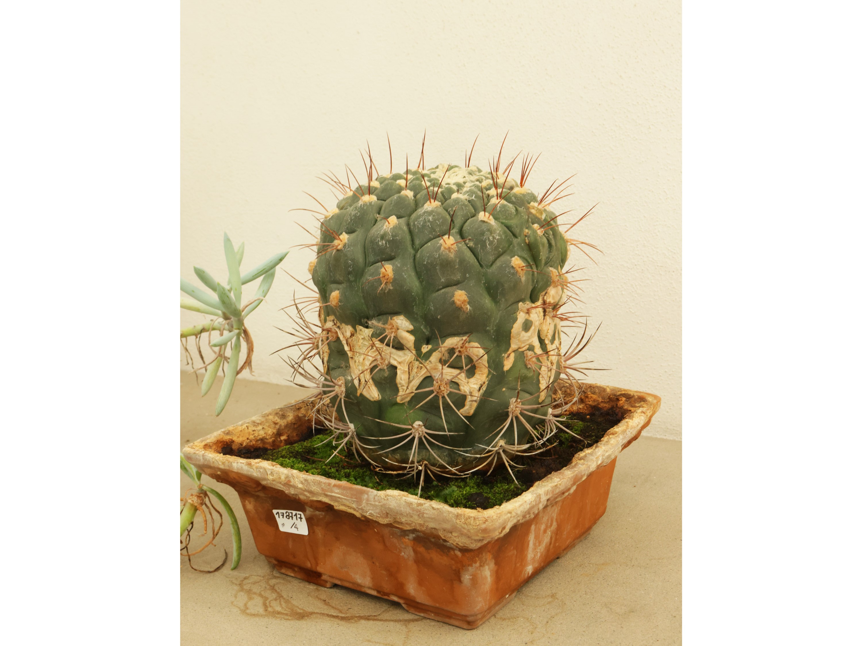 Assortimento di Piante Succulente