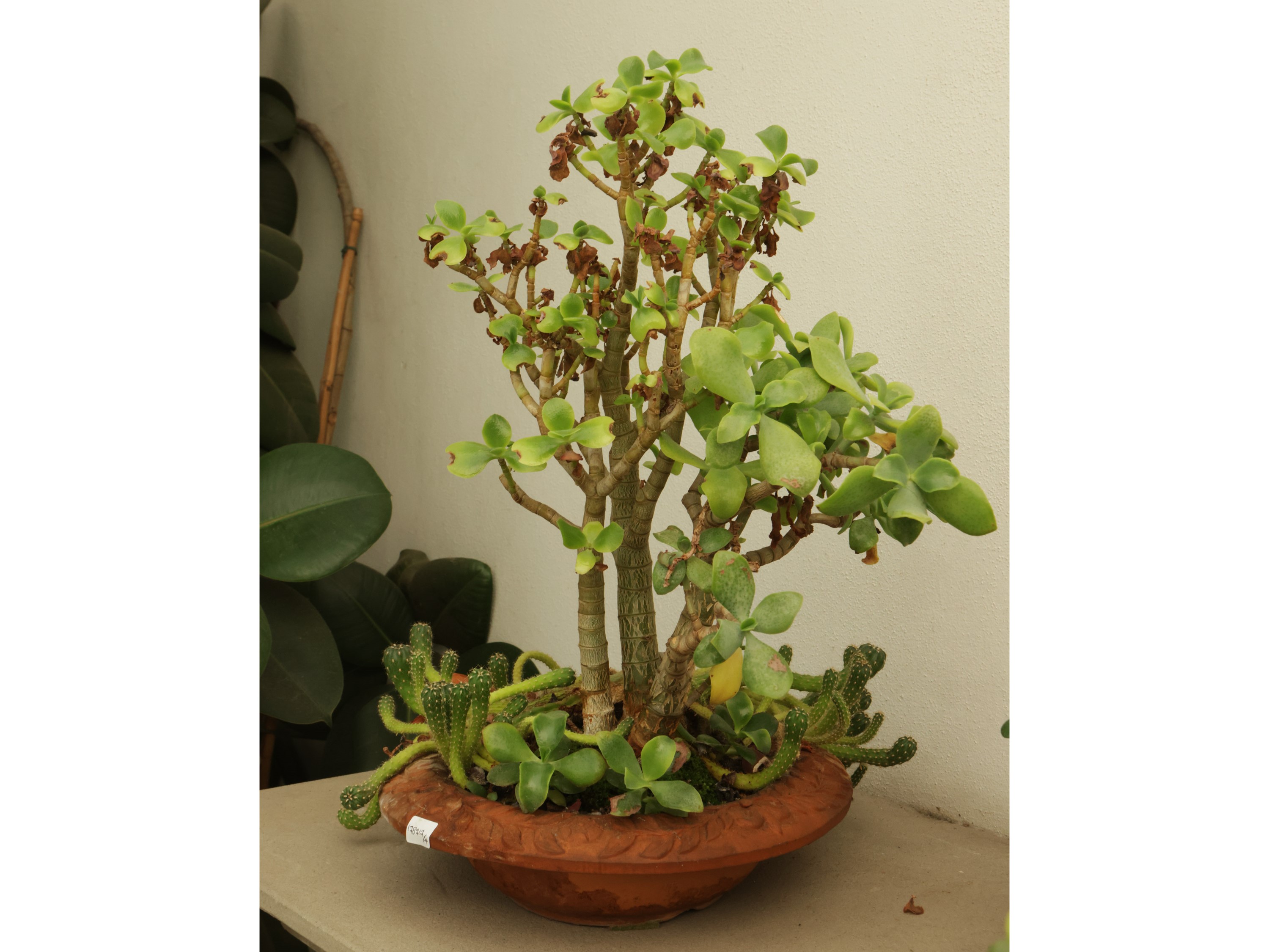 Assortimento di Piante Succulente