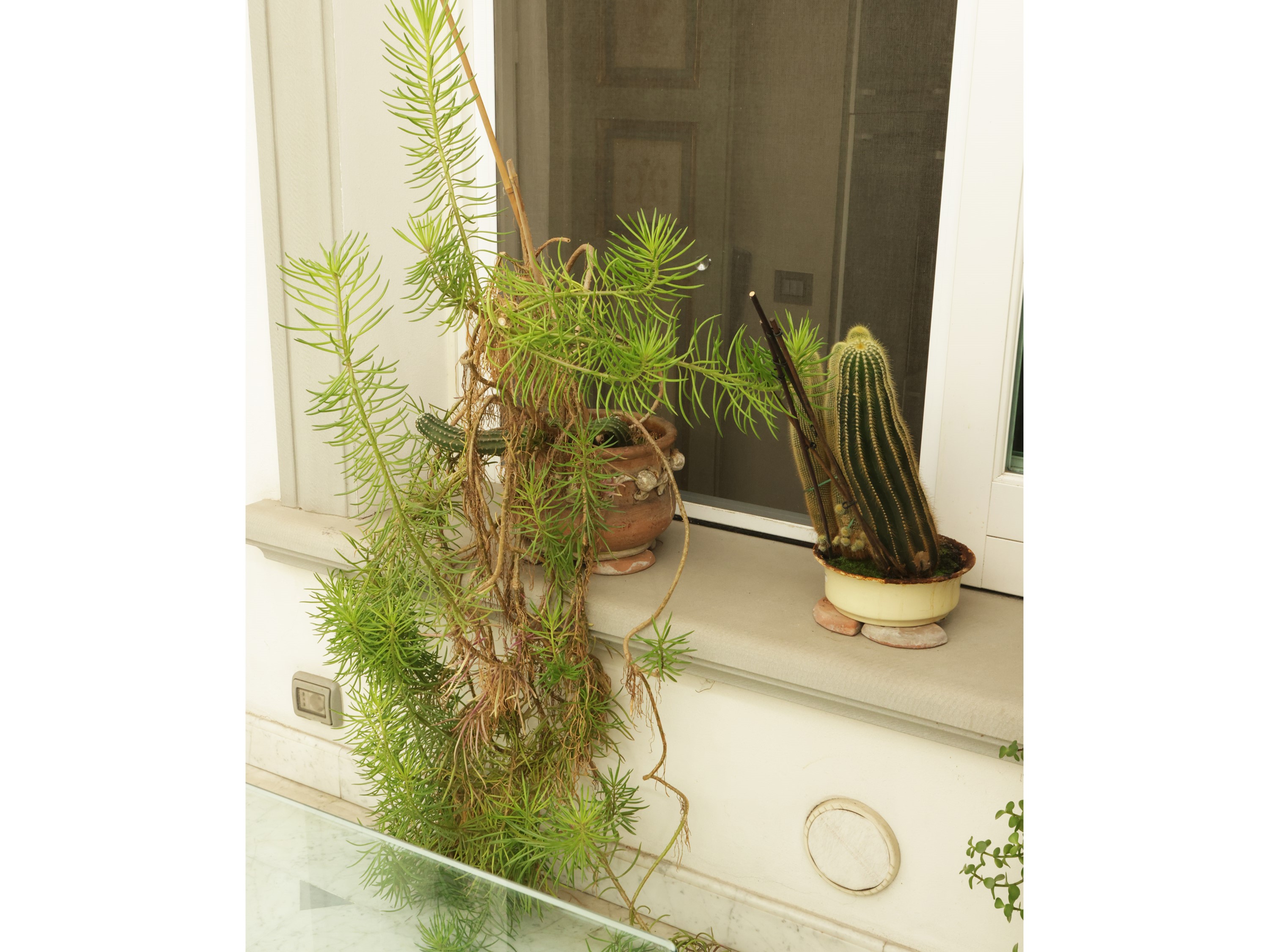 Assortimento di Piante Succulente