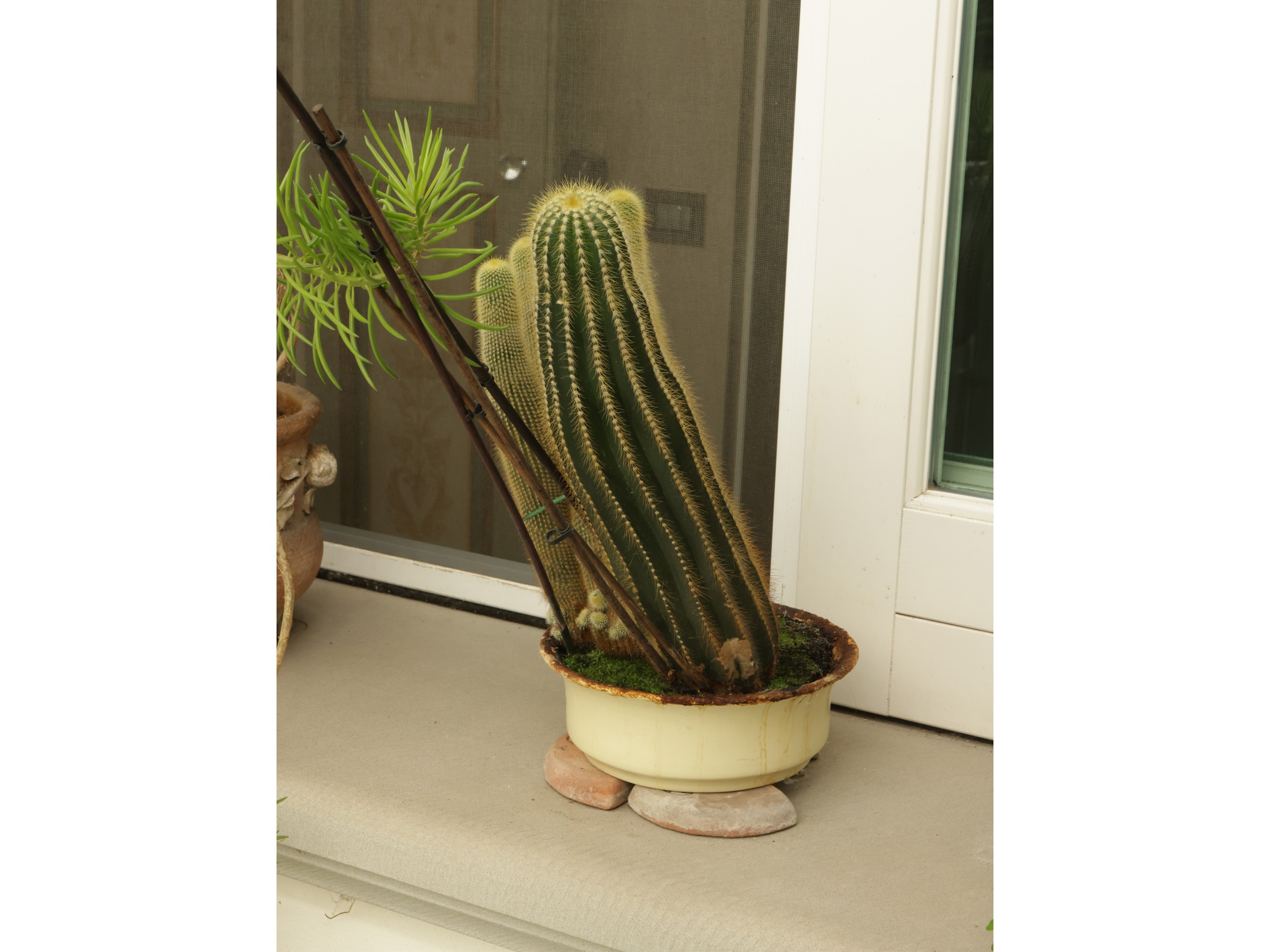Assortimento di Piante Succulente