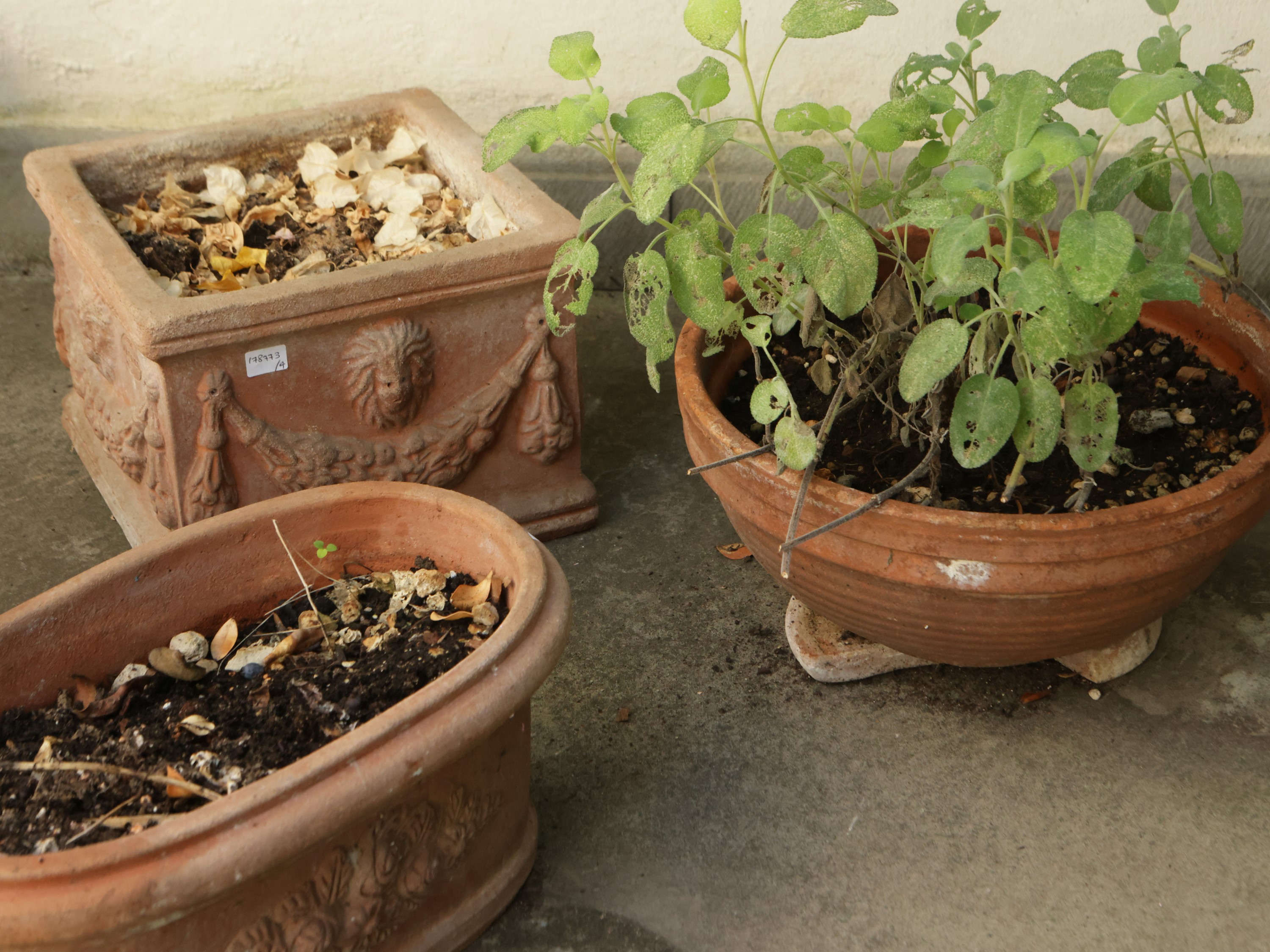 Assortimento di Vasi in Terracotta