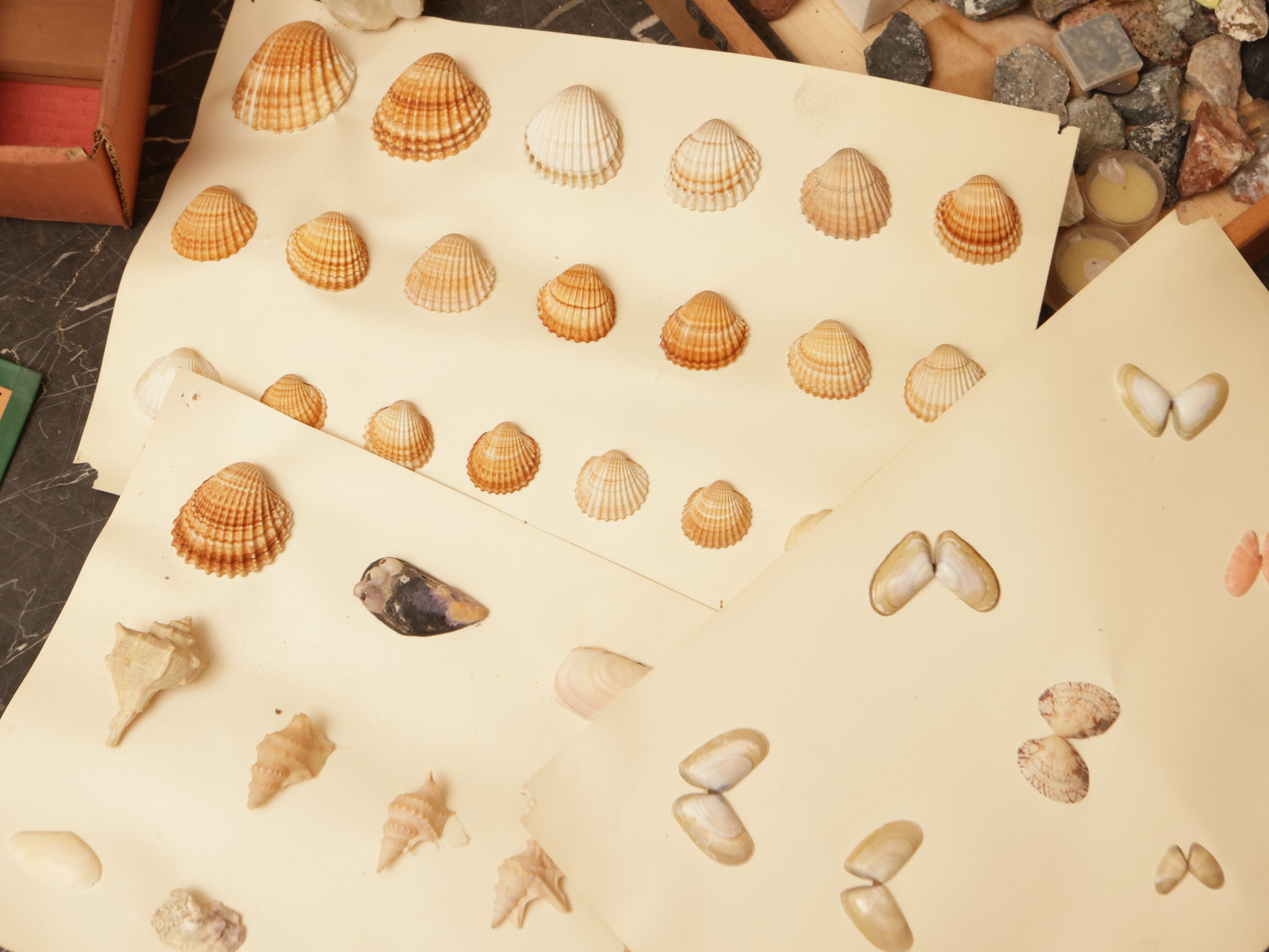 Collezione di minerali, vari esemplari