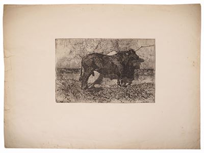 Il toro, acquaforte