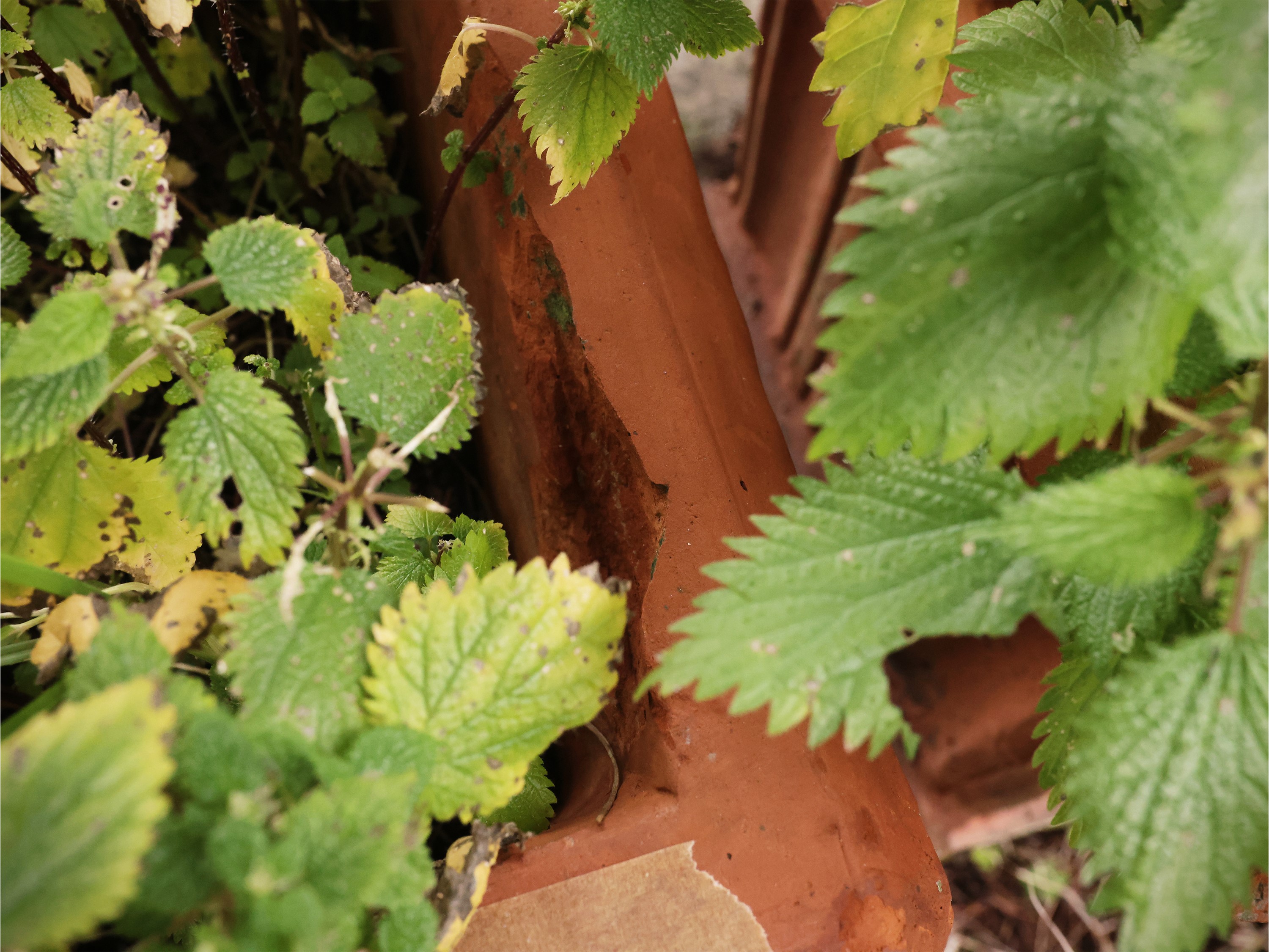 Cinque vasi a cassetta in terracotta