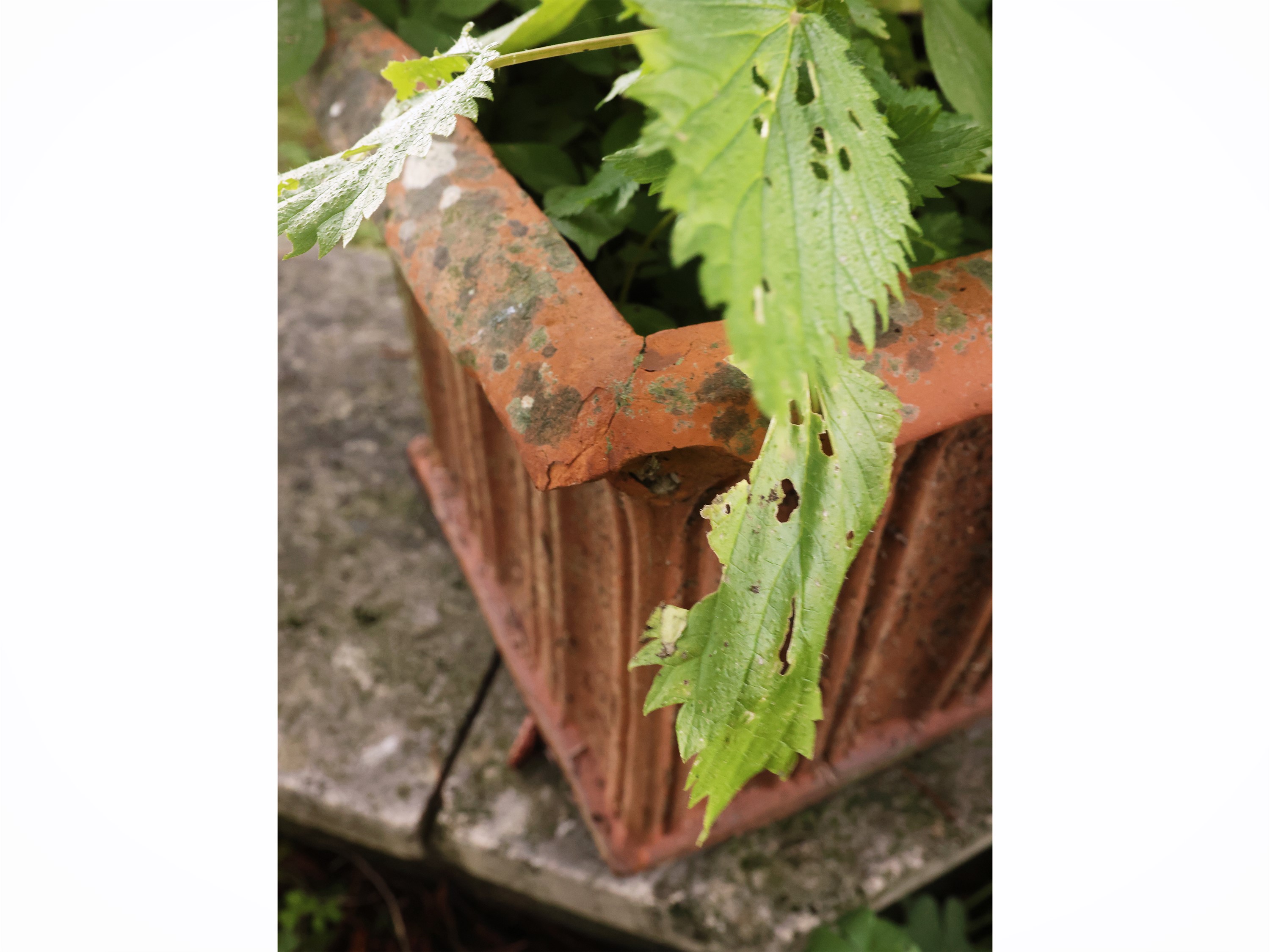 Cinque vasi a cassetta in terracotta
